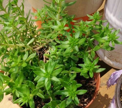 垂盆草种植方法？如何保持其旺盛生长？