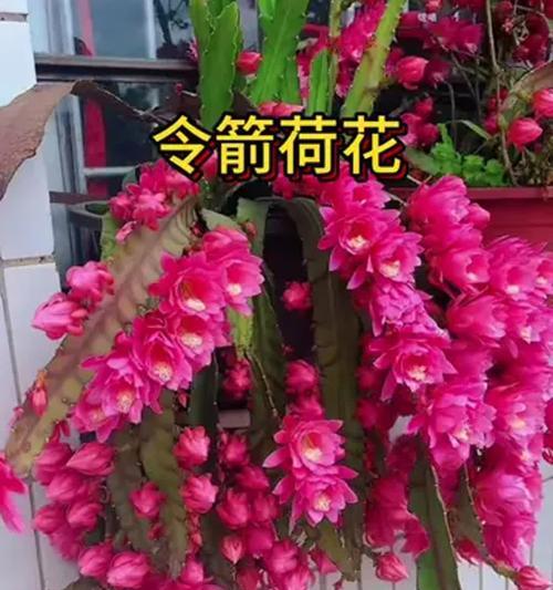 耐热的花卉有哪些？如何选择和养护耐热花卉？
