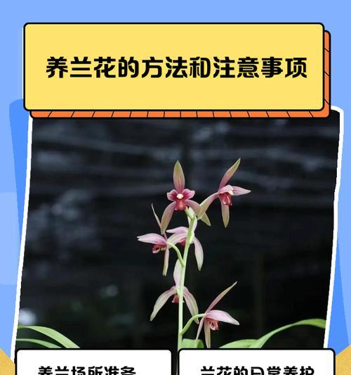 兰花种植的正确方法是什么？