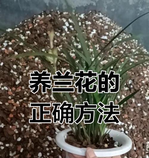 兰花种植的正确方法是什么？