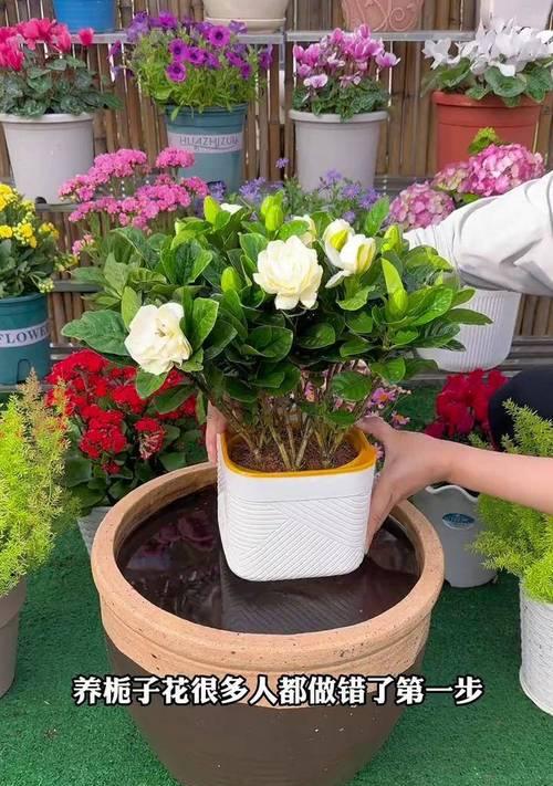 怎么盆养栀子花？栀子花的盆栽养殖方法有哪些？