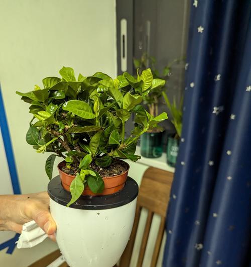 怎么盆养栀子花？栀子花的盆栽养殖方法有哪些？