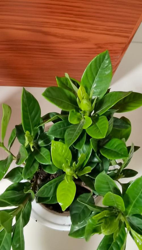 怎么盆养栀子花？栀子花的盆栽养殖方法有哪些？