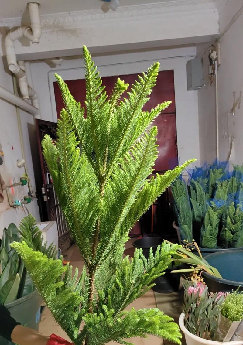 盆景树长瘤的条件是什么？如何促进盆景树长瘤？