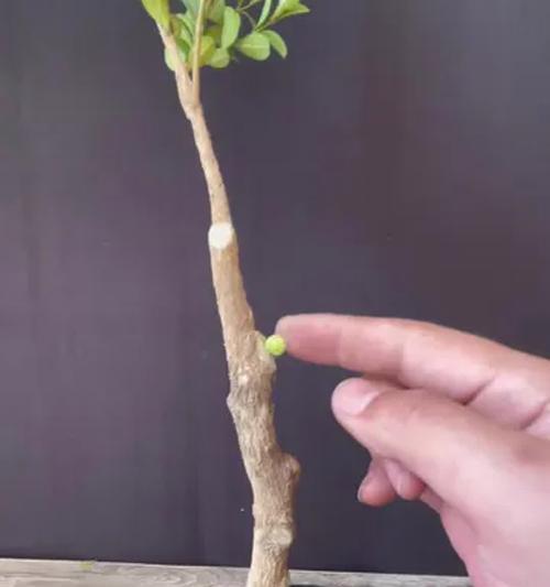 盆景树长瘤的条件是什么？如何促进盆景树长瘤？