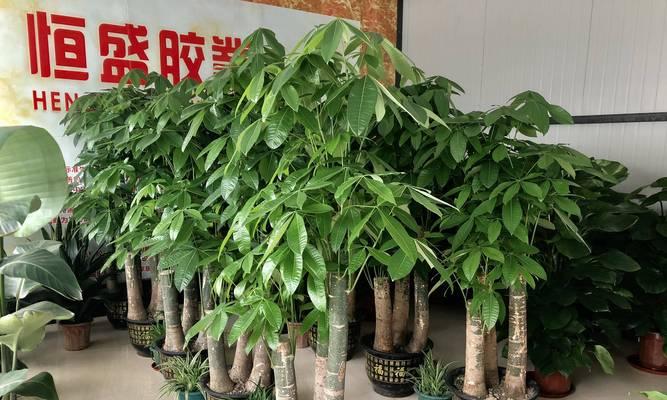 盆景树长瘤的条件是什么？如何促进盆景树长瘤？