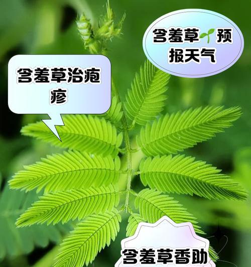 含羞草播种的最佳时间和方法是什么？