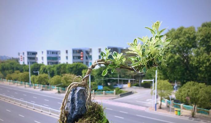六月雪的养殖技巧是什么？如何保持其生长旺盛？