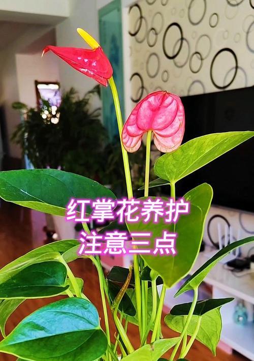 红掌花养殖需要注意哪些问题？