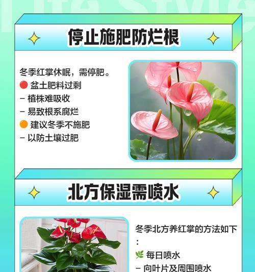 红掌花养殖需要注意哪些问题？