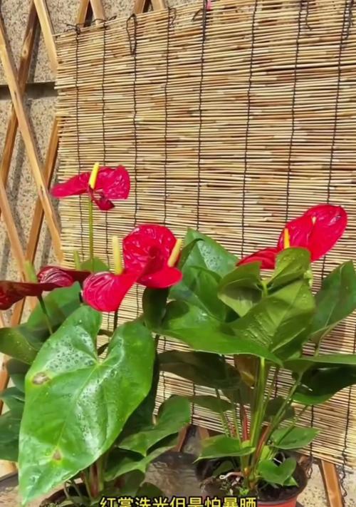 红掌花养殖需要注意哪些问题？