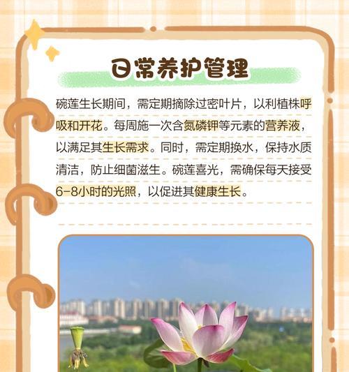 碗莲水培的技巧有哪些？
