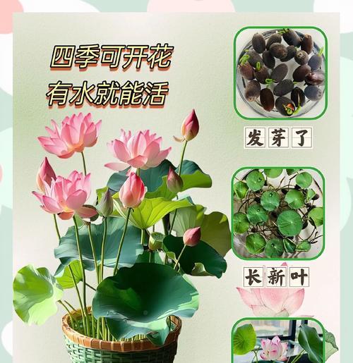 碗莲水培的技巧有哪些？