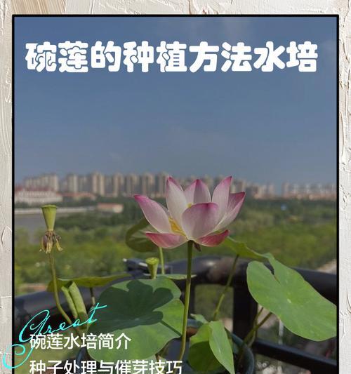 碗莲水培的技巧有哪些？
