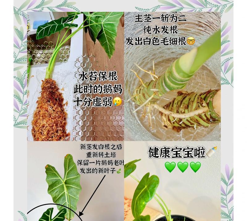大绿萝烂根的急救措施有哪些？
