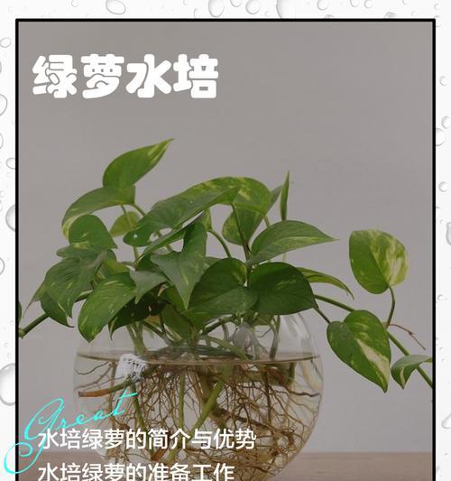 大绿萝烂根的急救措施有哪些？