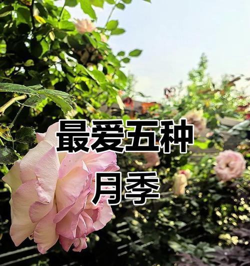 月季有哪些品种名称？月季品种名称的含义是什么？