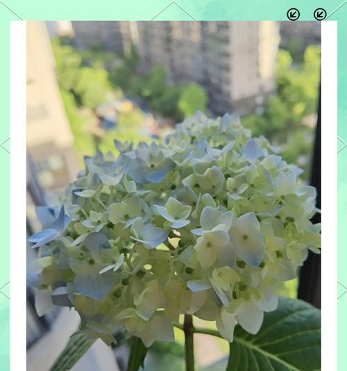 绣球花种植的技巧有哪些？