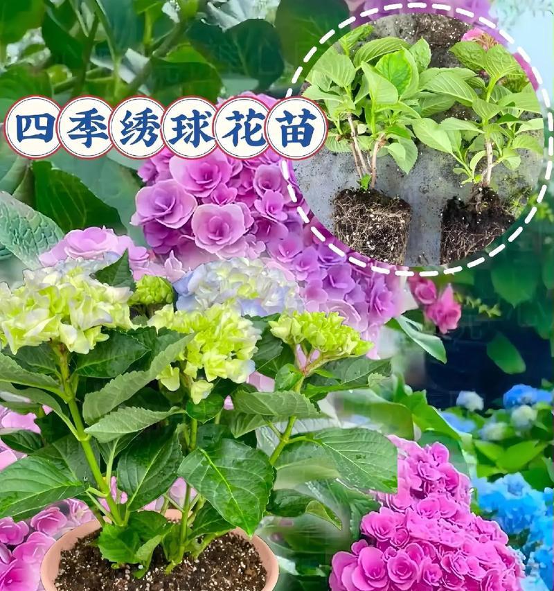 绣球花种植的技巧有哪些？