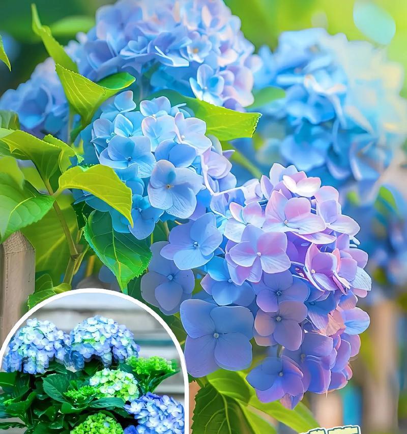 绣球花种植的技巧有哪些？