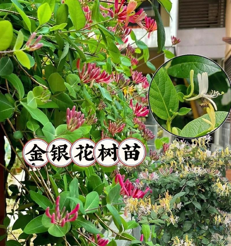 金银花盆景修剪的正确方法是什么？