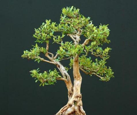 金银花盆景修剪的正确方法是什么？
