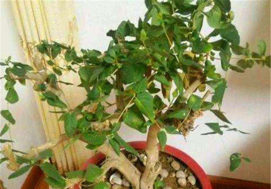 金银花盆景修剪的正确方法是什么？