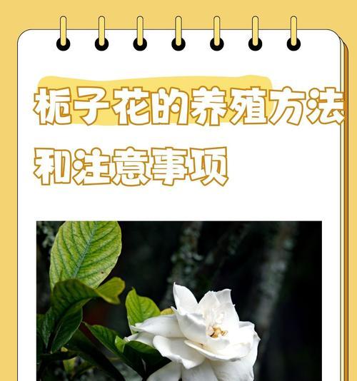花仙子怎么养殖？养殖的要点和注意事项是什么？