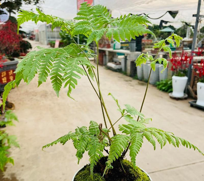 蕨类植物的繁殖方法是什么？蕨类繁殖需要注意哪些问题？