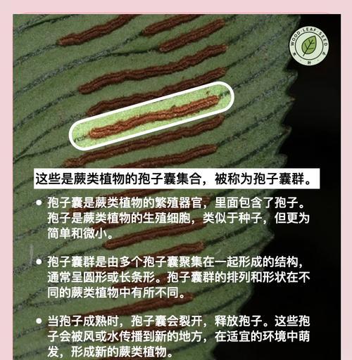 蕨类植物的繁殖方法是什么？蕨类繁殖需要注意哪些问题？