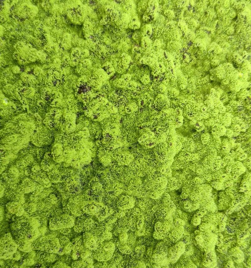 蕨类植物的繁殖方法是什么？蕨类繁殖需要注意哪些问题？