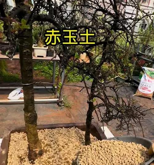 盆景根生长缓慢怎么办？如何促进根系发展？