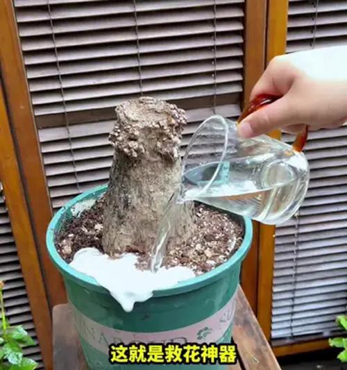 盆景根生长缓慢怎么办？如何促进根系发展？