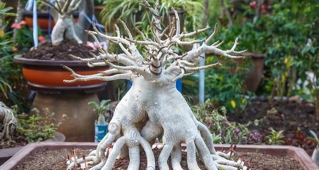 盆景根生长缓慢怎么办？如何促进根系发展？