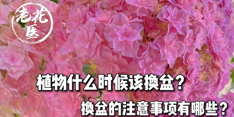 给花移盆的正确方法是什么？应该注意什么？