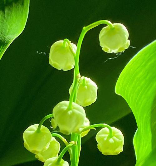 铃兰花的花语有哪些含义？铃兰花的养护技巧是什么？