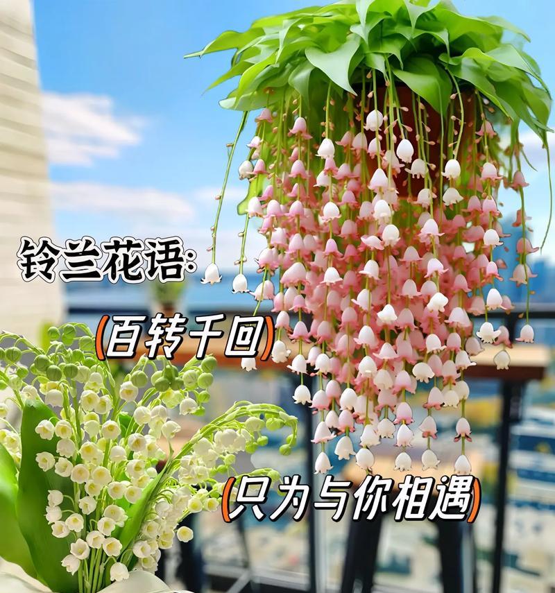 铃兰花的花语有哪些含义？铃兰花的养护技巧是什么？