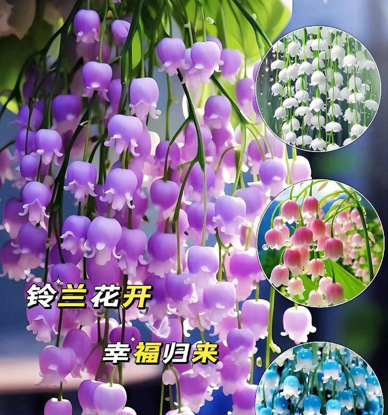 铃兰花的花语有哪些含义？铃兰花的养护技巧是什么？