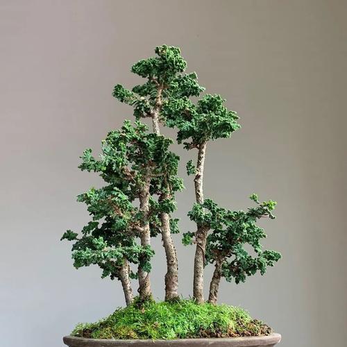 云南有哪些适合做盆景的植物？它们的生长环境有何特点？
