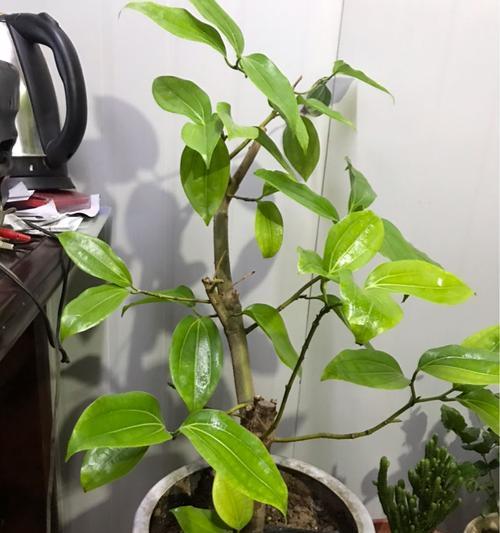 云南有哪些适合做盆景的植物？它们的生长环境有何特点？