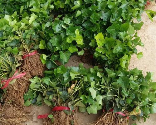 常春藤种植方法是什么？常春藤如何正确种植？