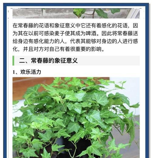 常春藤种植方法是什么？常春藤如何正确种植？