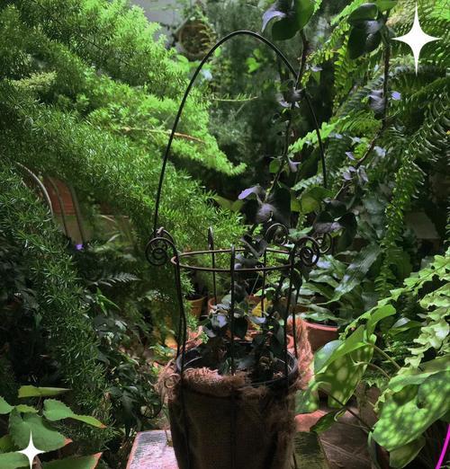 常春藤种植方法是什么？常春藤如何正确种植？