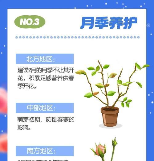 如何开始养花以及需要注意的事项？