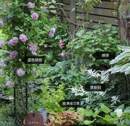 绿菊的养殖技巧和注意事项有哪些？怎样保持其翠绿的颜色？