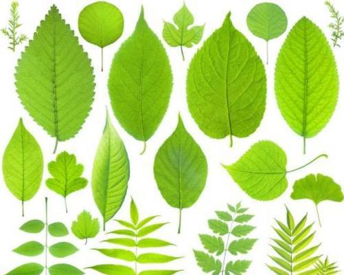 绿菊的养殖技巧和注意事项有哪些？怎样保持其翠绿的颜色？