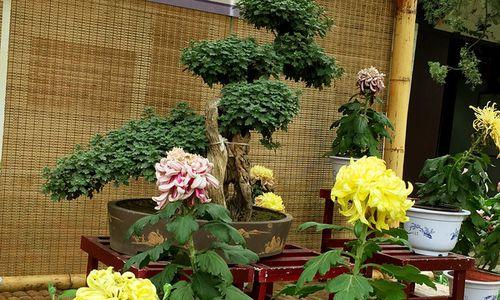 绿菊的养殖技巧和注意事项有哪些？怎样保持其翠绿的颜色？