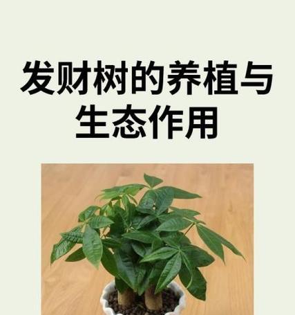 发财树还有哪些别名？