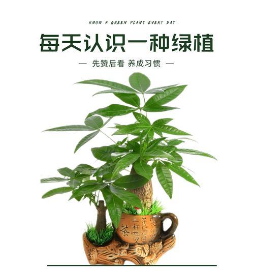 发财树还有哪些别名？