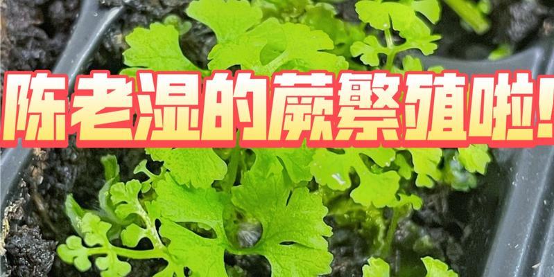 蕨类植物繁殖的方法和注意事项是什么？